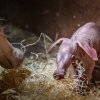 Kvída jeví o své druhé mládě velký zájem a chová se jako správná hrabáčí matka. Občas do něj něžně strčí čumákem nebo ho olíže svým dlouhatánským jazykem. Foto: Petr Hamerník, Zoo Praha