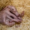 Pokud zrovna nepije, většinu času mládě prospí. A je-li to zapotřebí, chovatelé ho vkládají do speciálního vyhřívaného boxu v zázemí. Foto: Petr Hamerník, Zoo Praha
