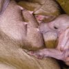 Mládě občas přestává pít a pak rychle ztrácí na váze. Chovatelé ho proto přikládají Kvídě ke strukům nebo uměle dokrmují. Foto: Petr Hamerník, Zoo Praha