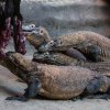 Sledovat krmení sedmi bratrů varanů komodských je opravdovým zážitkem. Václav Šilha, Zoo Praha