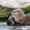 Na své si přijdou také zvířecí milovníci ryb. Foto: Petr Hamerník, Zoo Praha
