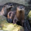 Vydry severoamerické jsou v rámci České republiky k vidění pouze v Zoo Praha.  Foto: Petr Hamerník, Zoo Praha