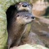 První krůčky do venkovní expozice byly spíše nejisté. Foto: Petr Hamerník, Zoo Praha