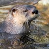 Nové vydry severoamerické Coryho s Tarou budou mít návštěvníci pražské zoo možnost vidět po celý rok. Foto: Petr Hamerník, Zoo Praha 
