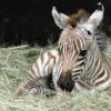 Mládě se má čile k světu a matka Istrie se o něj vzorně stará. Foto: Petr Hamerník, Zoo Praha
