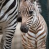 Samička zebry Böhmovy se narodila v časných ranních hodinách. Foto: Miroslav Bobek, Zoo Praha