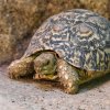 Víkend bude patřit plazům – především želvám. Návštěvníci se dozvědí novinky ze života těchto zajímavých zvířat i to, co je dnes ohrožuje. Foto: Petr Hamerník, Zoo Praha
