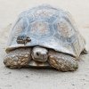 V neděli ve 13.00 hodin pokřtí Zoo Praha mláďata želv pardálích. Foto: Tomáš Adamec, Zoo Praha