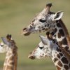 Březen je měsícem zvířecích rekordů. Tento víkend je věnován nejvyšším savcům světa – žirafám. Foto: Tomáš Adamec, Zoo Praha