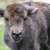 Ve čtvrtek narozené mládě zubra je samička. Foto: Petr Hamerník, Zoo Praha