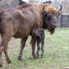 Matka Božka se o své první mládě začala hned od počátku pečlivě starat. Foto: Petr Hamerník, Zoo Praha