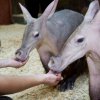 Foto: Archiv Zoo Praha