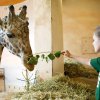 Foto: Archiv Zoo Praha