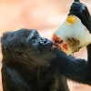Na zamraženém ovoci si postupně pochutnali všichni členové gorilí tlupy. Na fotografii je zachycena gorila nížinná Duni, dcera slavné Moji. Foto: Petr Hamerník, Zoo Praha