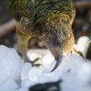 Vysokohorští papoušci nestoři kea z Nového Zélandu vždy nadšeně přeskupují jednotlivé kostky ledu. Foto: Petr Hamerník, Zoo Praha