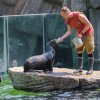 Lachtani jihoafričtí dostali mražené sledě po svém pravidelném veterinárním tréninku. Foto: Petr Hamerník, Zoo Praha