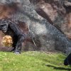 Oslavenec Kiburi se hned ze začátku chopil jedné z koulí, ale rychle ji odhodil, když se k němu přiblížil otec Richard. Foto: Petr Hamerník, Zoo Praha