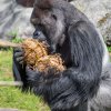 Vůdčí samec Richard samozřejmě využíval práva ukořistit co nejvíc pro sebe. Foto: Petr Hamerník, Zoo Praha