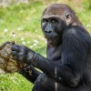 Dostalo se ale i na ostatní. Tady má jeden z dárků v rukou sameček Nuru. Foto: Petr Hamerník, Zoo Praha