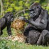 Ajabu pozorně sleduje, co udělá jeho matka Shinda s proutěnou koulí. Foto: Petr Hamerník, Zoo Praha