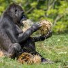 Shinda je proslulá svým apetitem. Foto: Petr Hamerník, Zoo Praha