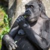 A dopřála si také Kiburiho matka Kijivu. Foto: Petr Hamerník, Zoo Praha