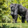 Pochutnala si i nejstarší členka skupiny, gorila Kamba. Foto: Petr Hamerník, Zoo Praha