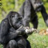 Puberťák Kiburi si nabral plné hrsti lahodných kousků zeleniny. Foto: Petr Hamerník, Zoo Praha