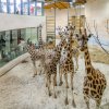 Foto: Petr Hamerník, Zoo Praha