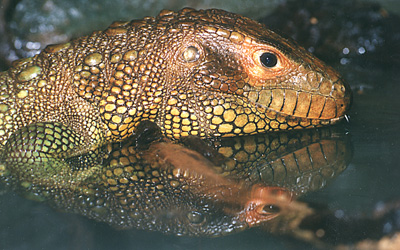 Dracéna guayanská