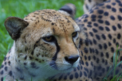 Gepard