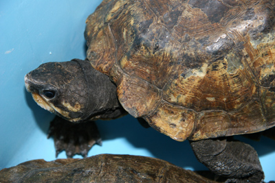 Notochelys platynota