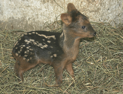 Pudu ml.