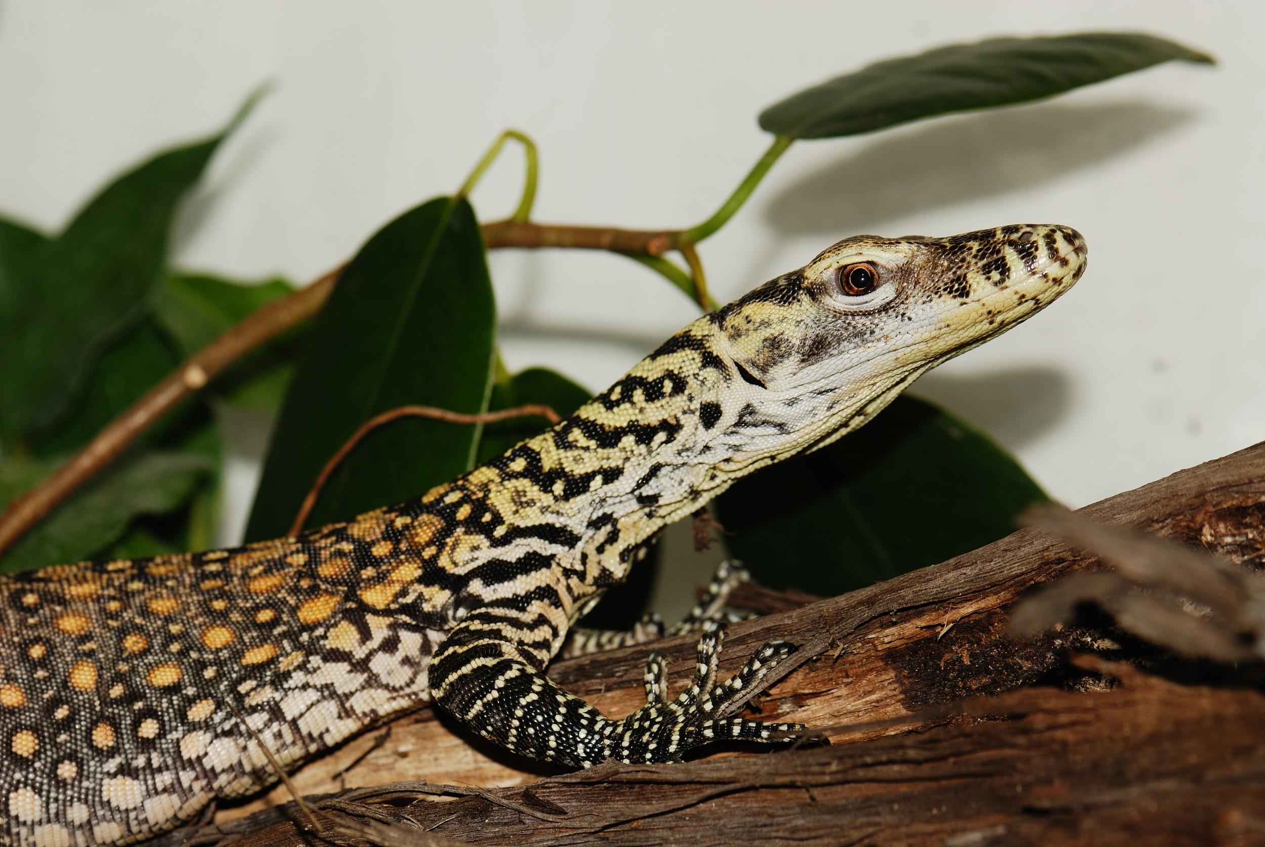 Varan, foto (c) Archiv Zoo Praha