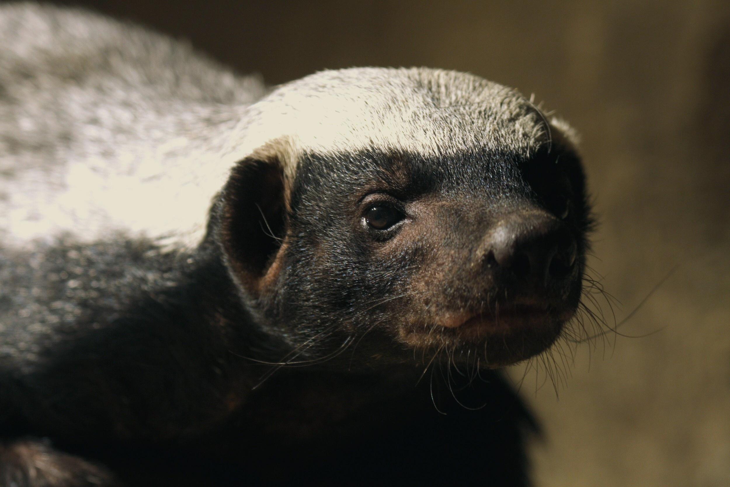 Medojed - samec Čert, foto (c) Archiv Zoo Praha