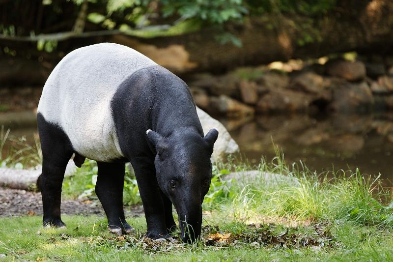 Nový samec tapíra čabrakového Niko, foto (c) Tomáš Adamec