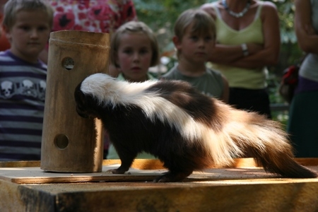 Samice skunka – Uršula