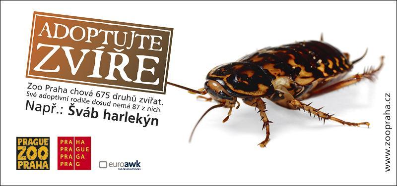 Šváb harlekýn – nepsaný vítěz kampaně
