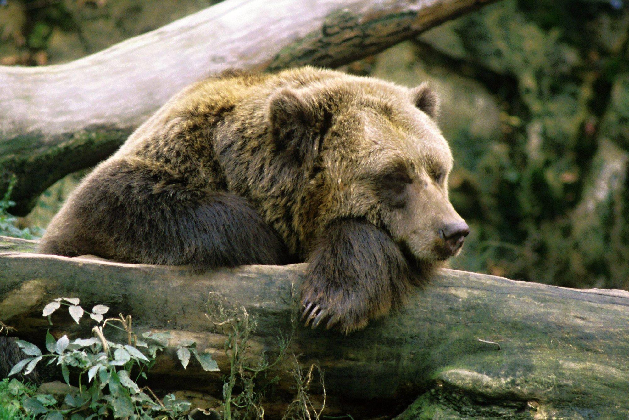 Medvě Grizzly, foto (c) Archiv Zoo Praha