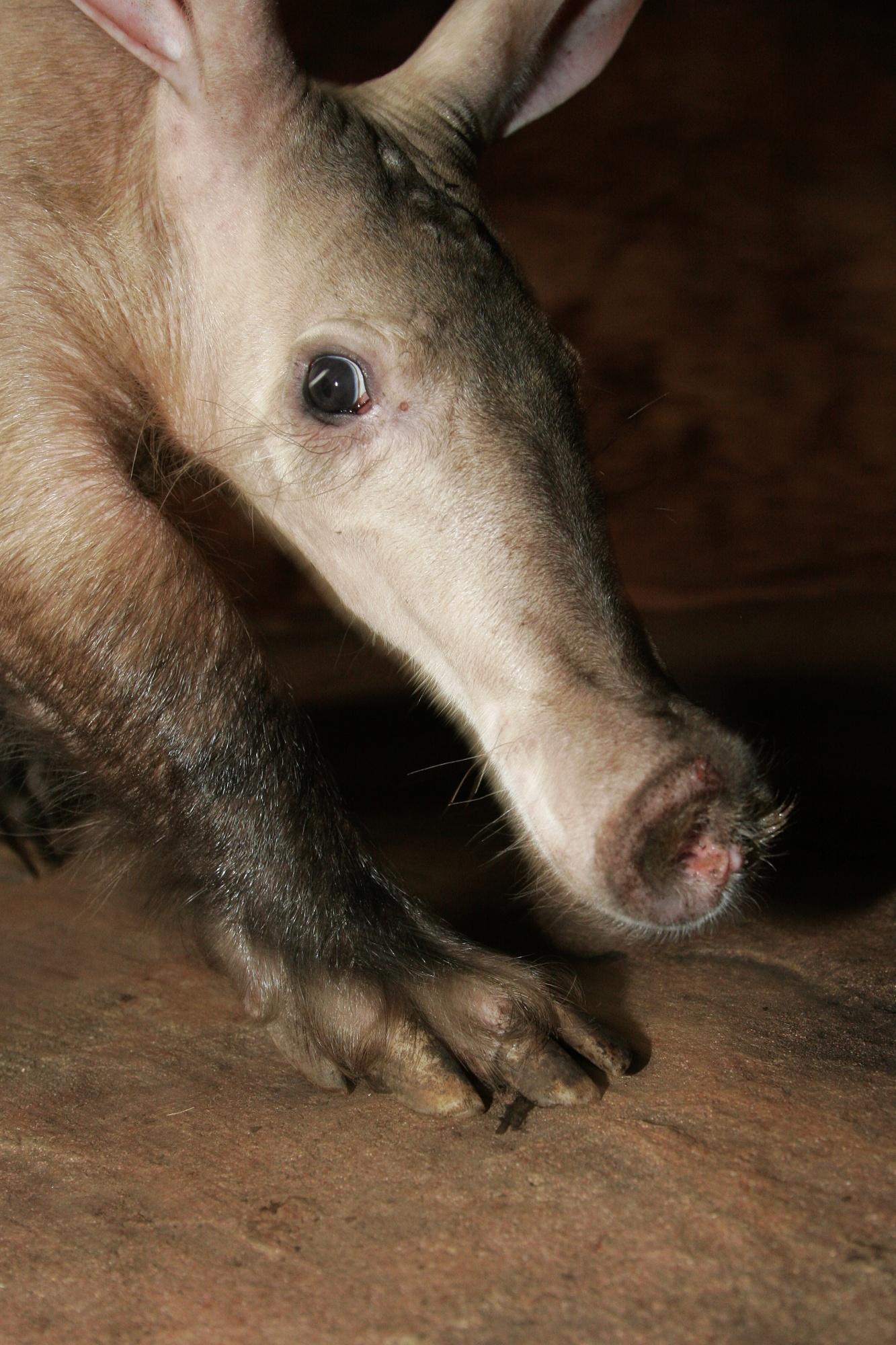 Kvída (c) Archiv Zoo Praha