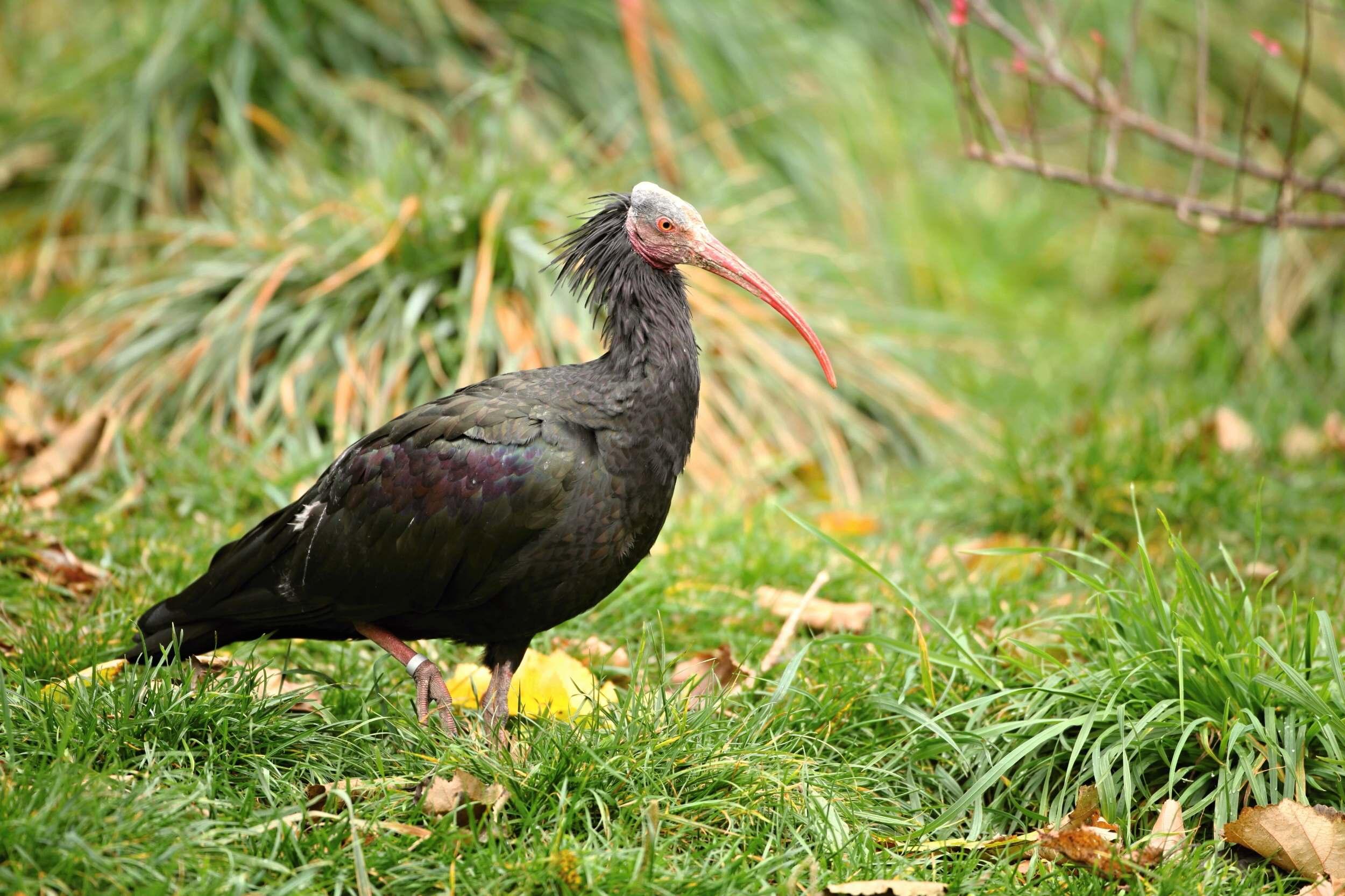 Ibis skalní, foto (c) Rostislav Stach