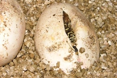Líhnutí varana komodského (foto – Petr Velenský, Zoo Praha)