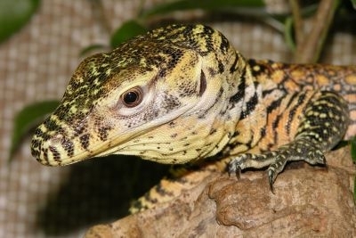 Detail jednoho z mláďat  (foto – Petr Velenský, Zoo Praha)