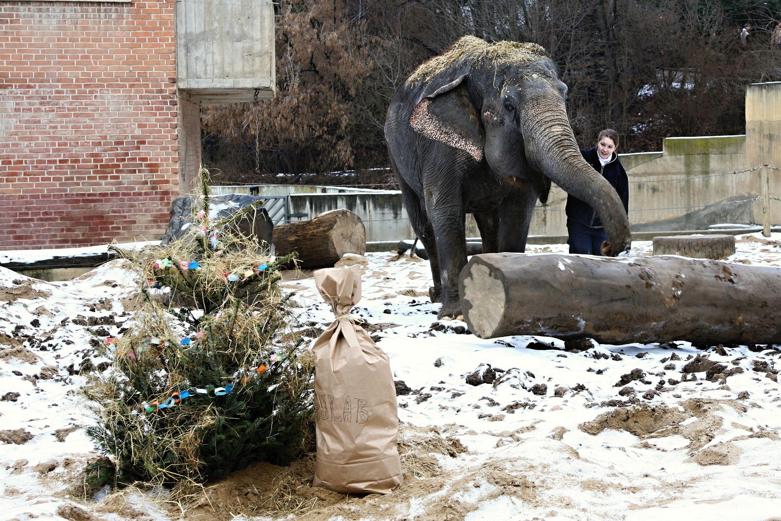 Vánoce v Zoo Praha, foto (c) Archiv Zoo Praha