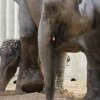 Foto: Tomáš Adamec, Zoo Praha