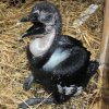 Šestitýdenní mládě. Foto: Antonín Vaidl, Zoo
