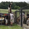 Nakládání koní Převalského do transportních
