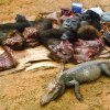 Bushmeat, tedy obchod s masem z pralesa ohrožuje
