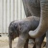 Foto: Tomáš Adamec, Zoo Praha