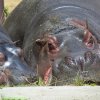 Hroši obojživelní, foto (c) Archiv Zoo Praha